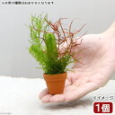(水草)プチ素焼き鉢 ウィローモスと寄せ植えミックス(水中葉)(無農薬)(1個)