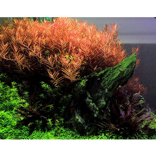 �ʿ���˥����顡���ȥ�ǥ��ե��ꥢ���٥ȥʥࡡH��ra�ʿ����աˡ�̵�����ˡ�5�ܡ�