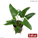 （水草）流木　ザ　ボンサイ　Ver．クリスマスカラー　Sサイズ（水上葉）（1本）（約15cm）