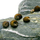 (エビ・貝)(B品)石巻貝(15匹)(+1割おまけ) 北海道・九州航空便要保温