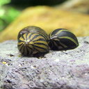 (エビ・貝)シマカノコ貝(10匹)