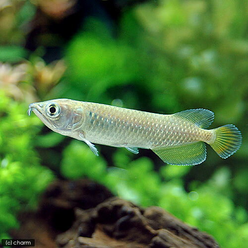 楽天市場】シルバーアロワナ（観賞魚の生態環境熱帯）の通販