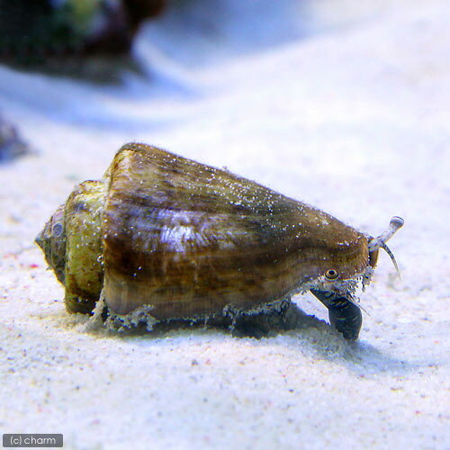 （海水魚）貝　マガキ貝　Mサイズ（1匹）