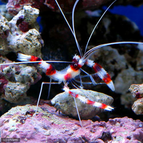 （海水魚）エビ　オトヒメエビ（1匹）　北海道・九州航空便要保温