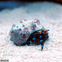 （海水魚）ヤドカリ　ユビワサンゴヤドカリ（1匹）　北海道・九州航空便要保温