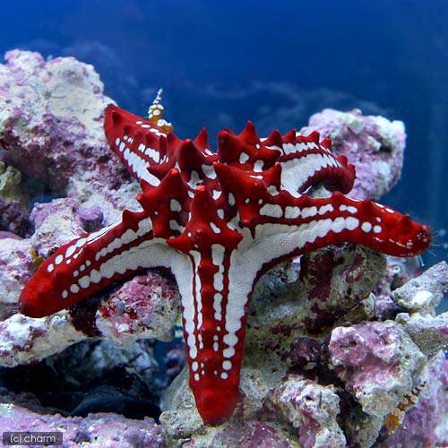 （海水魚）ヒトデ　コブヒトデモドキ　レッド（1匹）　北海道・九州航空便要保温