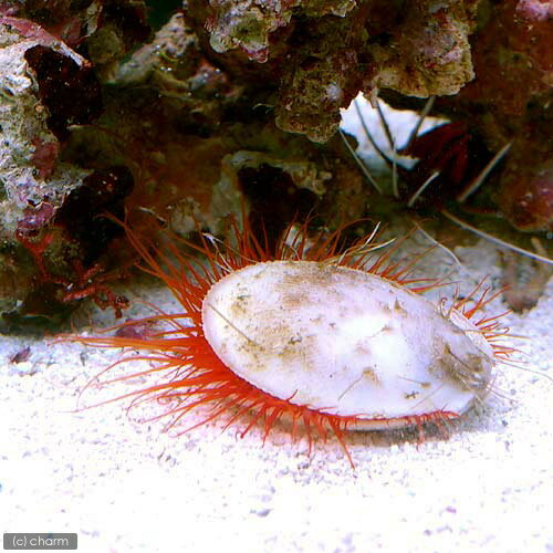 （海水魚）貝　フレームスキャロップ（1匹）　北海道・九州航空便要保温