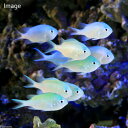 (海水魚)デバスズメダイ Mサイズ(1匹)