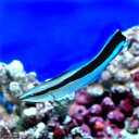 (海水魚)ホンソメワケベラ(1匹)