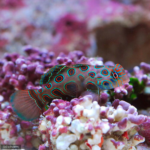 （海水魚）スポッテッドマンダリン（1匹）