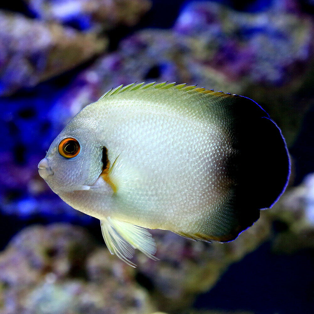 （海水魚）ヤッコ　ナメラヤッコ　Mサイズ（1匹）