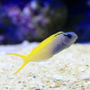 (海水魚)オウゴンニジギンポ(1匹) 北海道航空便要保温