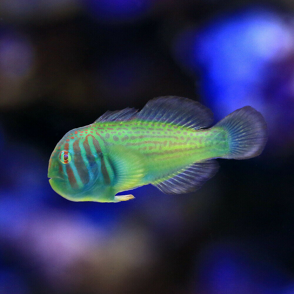 虾虎鱼 - （海水魚）ベニサシコバンハゼ（1匹）　北海道・九州航空便要保温