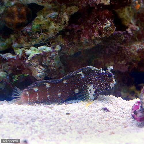 （海水魚）スターリーブレニー　Sサイズ（1匹）