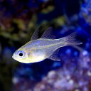 (海水魚)沖縄産 イトヒキテンジクダイ(1匹) 北海道航空便要保温