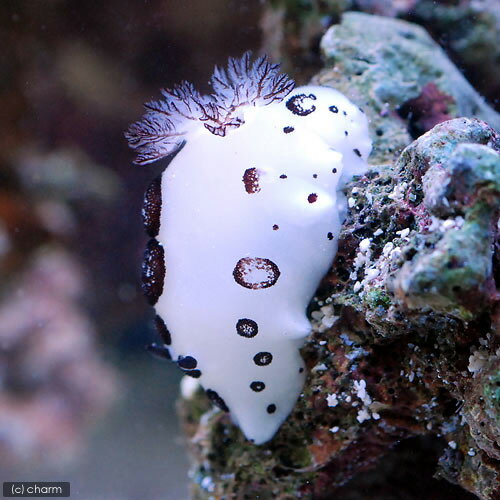 �ʳ�����˥��ߥ������֥����ߥ����ʥݥ륫�ɥåȥ���å��ˡ�1ɤ�ˡ��̳�ƻ���彣�Ҷ������ݲ�