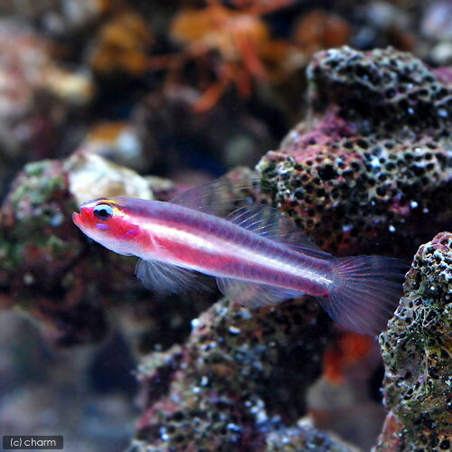 （海水魚）沖縄産 オヨギイソハゼ（1匹） 北海道・九州航空便要保温