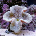 (海水魚)イボハタゴイソギンチャク おまかせカラー Lサイズ(1匹)無脊椎動物 北海道航空便要保温