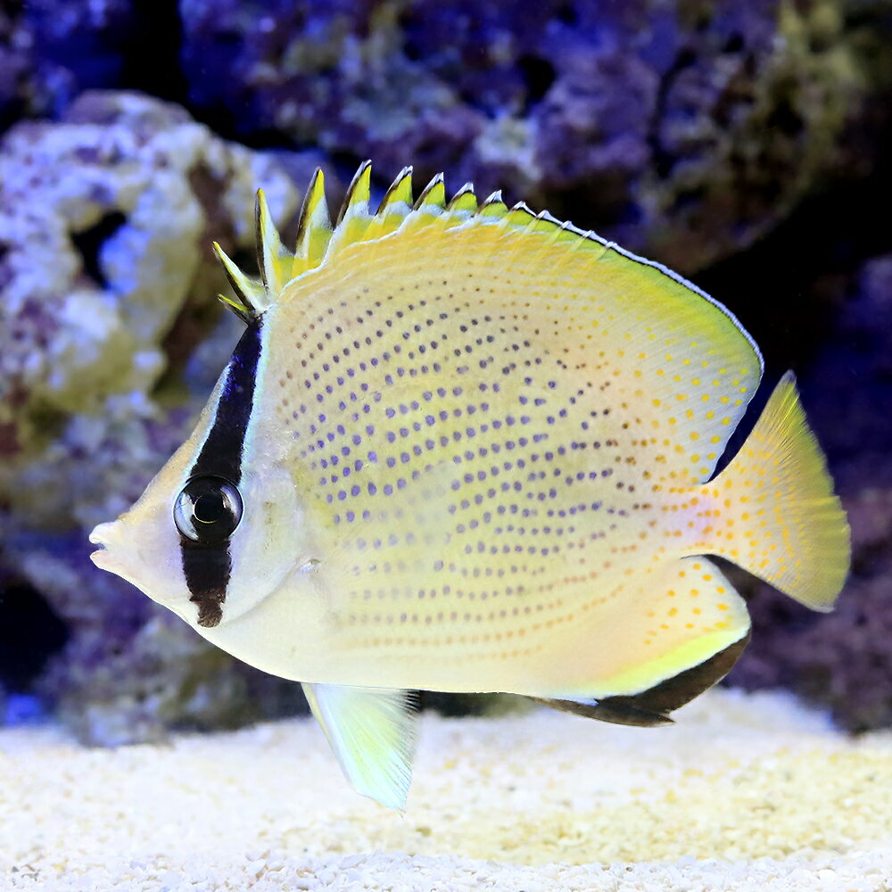 Butterfly Fish - （海水魚）ゴマチョウチョウウオ（1匹）　北海道・九州航空便要保温