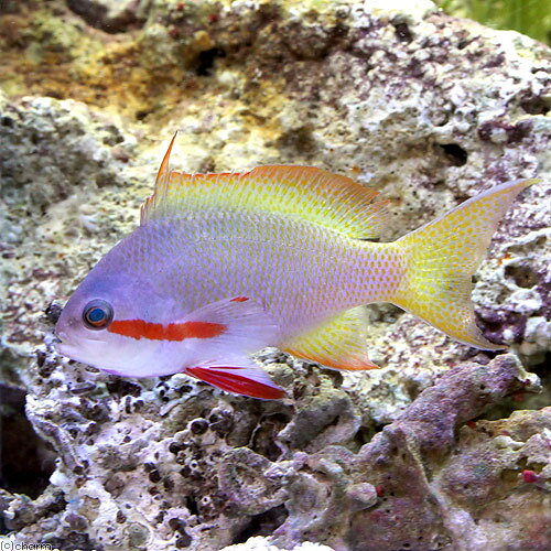 （海水魚）メラネシアンアンティアス　オス（1匹）