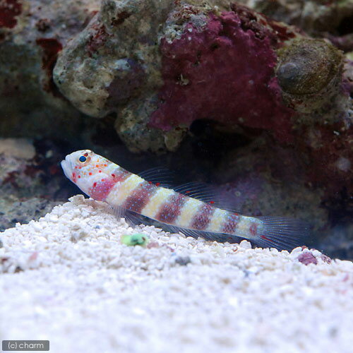 Goby - （海水魚）クビアカハゼ（1匹）　北海道・九州航空便要保温