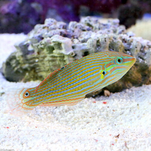 （海水魚）カザリキュウセン（1匹） 北海道・九州航空便要保温