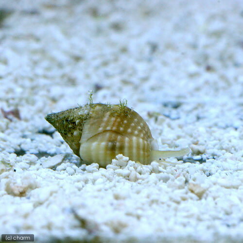 （海水魚）貝　アツムシロガイ　底砂とその他の掃除（1匹）