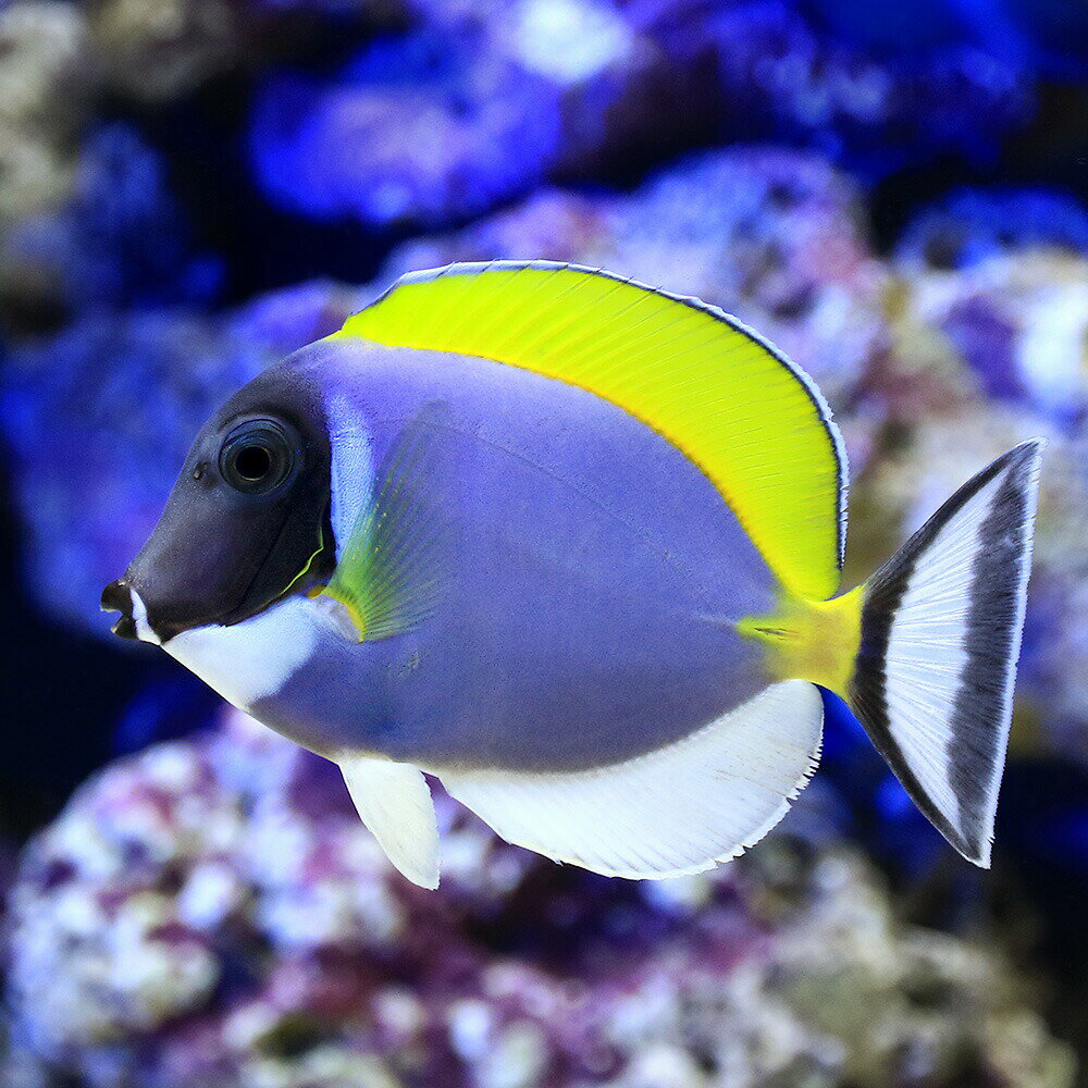 （海水魚）パウダーブルータン Sサイズ（1匹） 北海道・九州航空便要保温