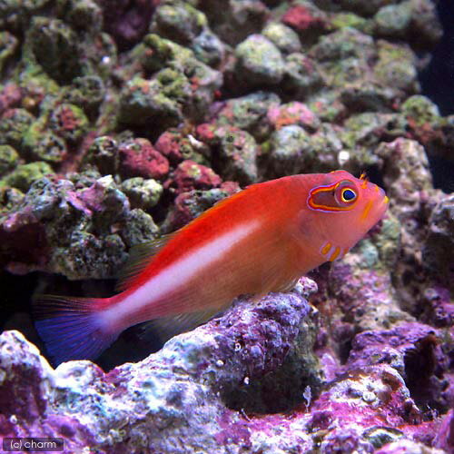 （海水魚）メガネゴンベ（1匹）　北海道・九州航空便要保温