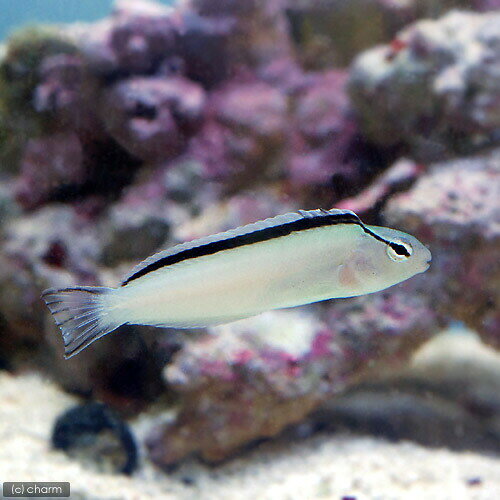 （海水魚）スミスズファングブレニー（1匹）