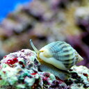 （海水魚）貝　カニノテムシロガイ（1匹）