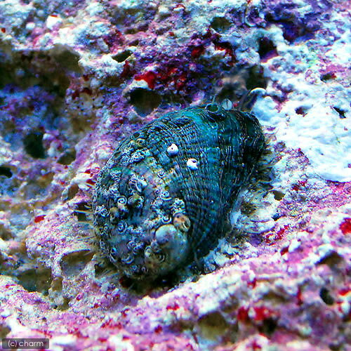 （海水魚）貝　アワビグリーン　Sサイズ（1匹）　北海道・九州航空便要保温