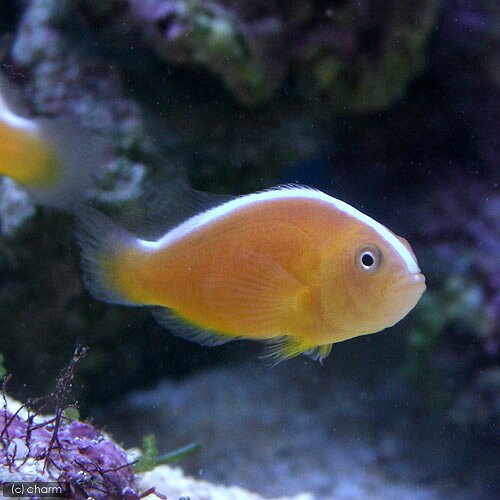 （海水魚）セジロクマノミ（ワイルド）（1匹）