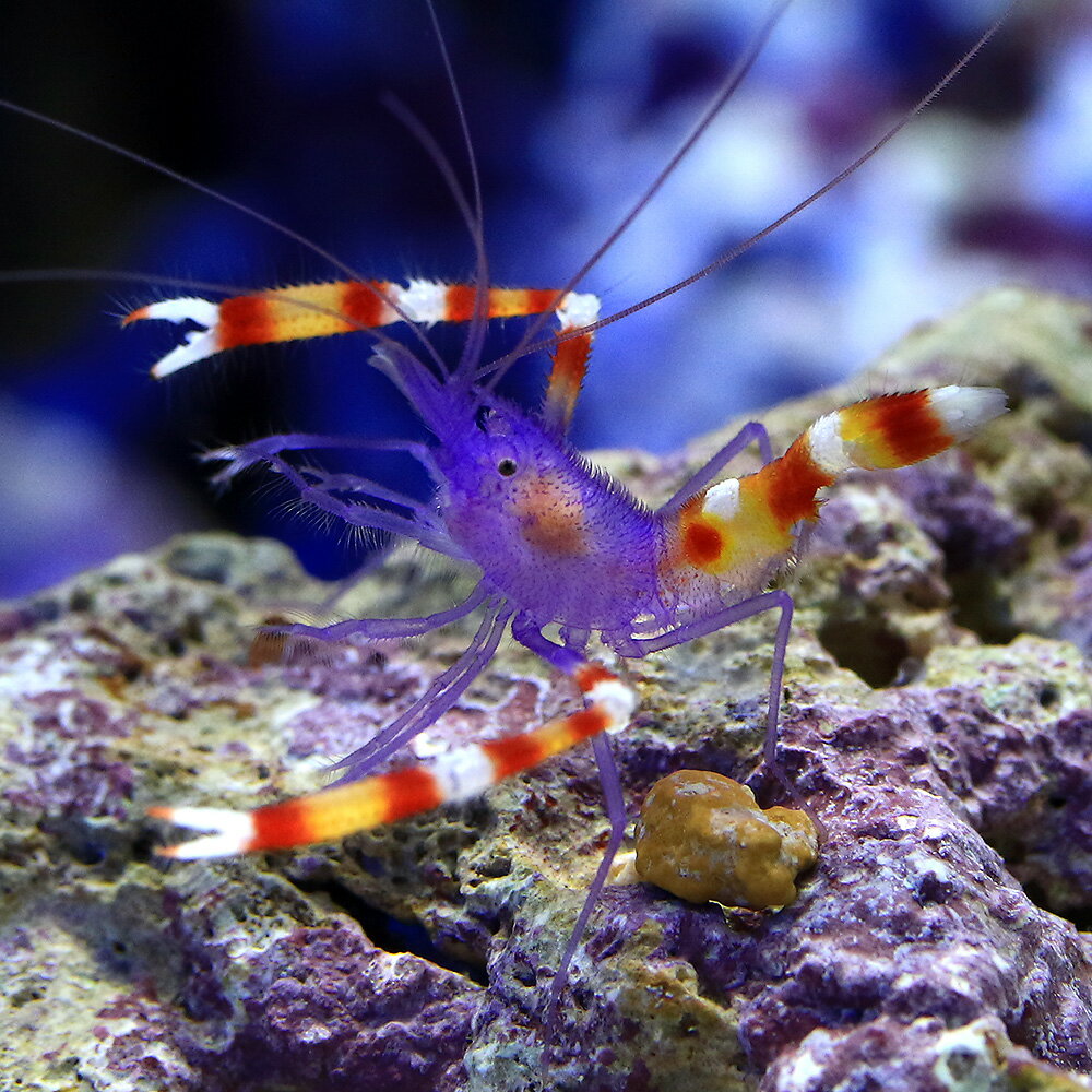 乐天商城 - （海水魚）エビ　アオムネオトヒメエビ（1匹）　北海道・九州航空便要保温