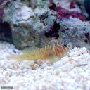 (海水魚)沖縄産 イレズミハゼ(1匹) 北海道航空便要保温