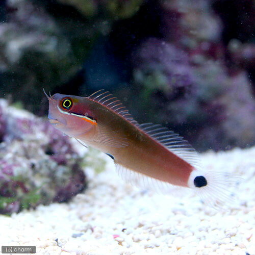 （海水魚）スポットテールブレニー（1匹）