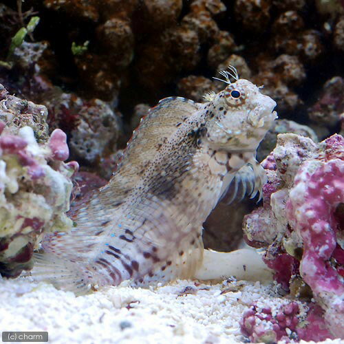 （海水魚）ヤエヤマギンポ　Mサイズ（1匹）