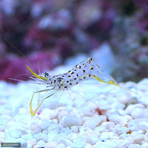 （海水魚）エビ　沖縄産　ミカヅキコモンエビ（1匹）
