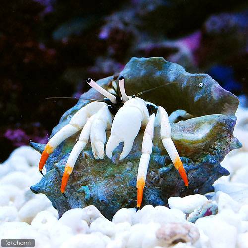 （海水魚）ヤドカリ 沖縄産 アカツメサンゴヤドカリ（1匹） 北海道・九州航空便要保温