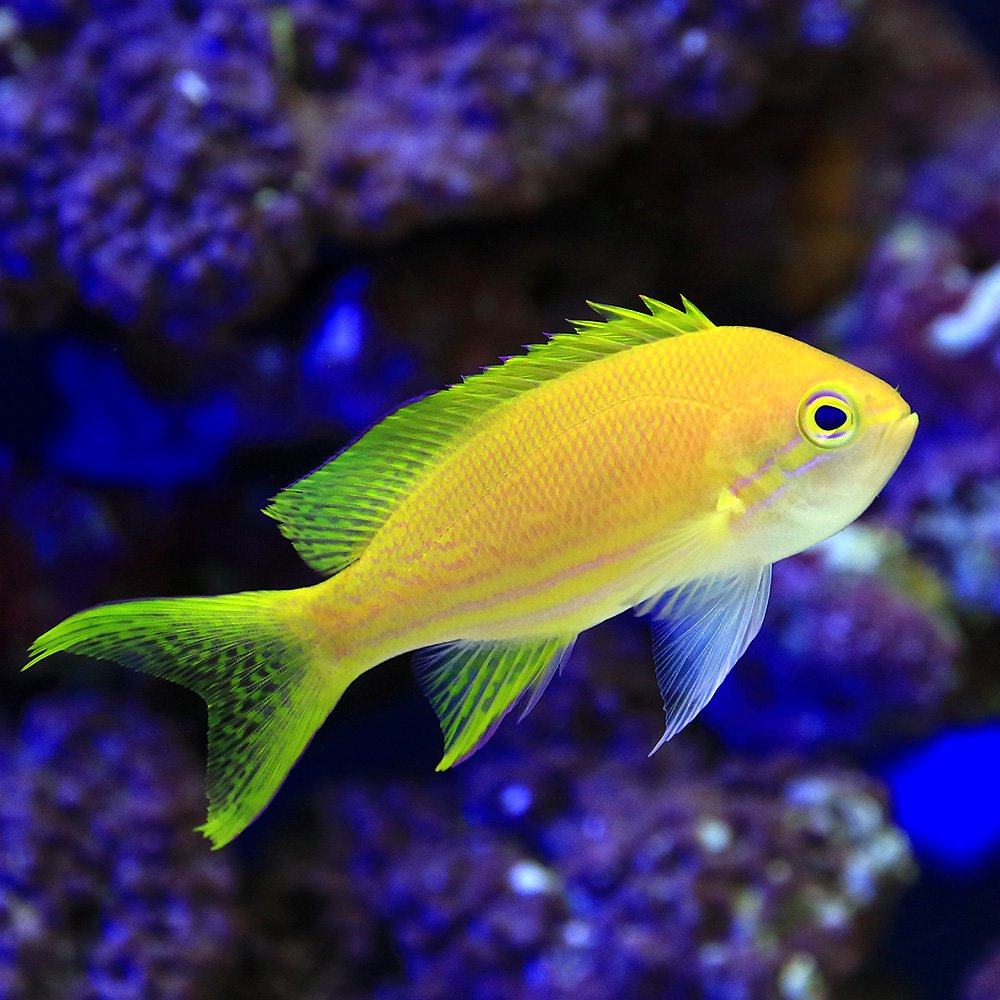 （海水魚）スミレナガハナダイ　メス（1匹）