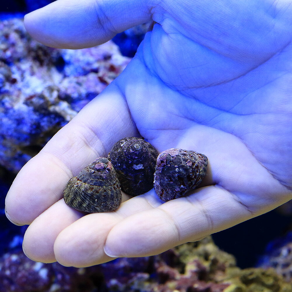 �ʳ�����˳������å������ʥХƥ���ˡ�S���������������ݽ���1ɤ�ˡ��̳�ƻ���彣�Ҷ������ݲ�