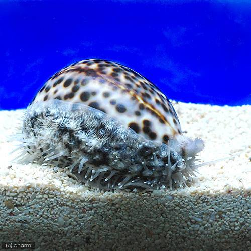 （海水魚）貝　ホシダカラガイ（1匹）