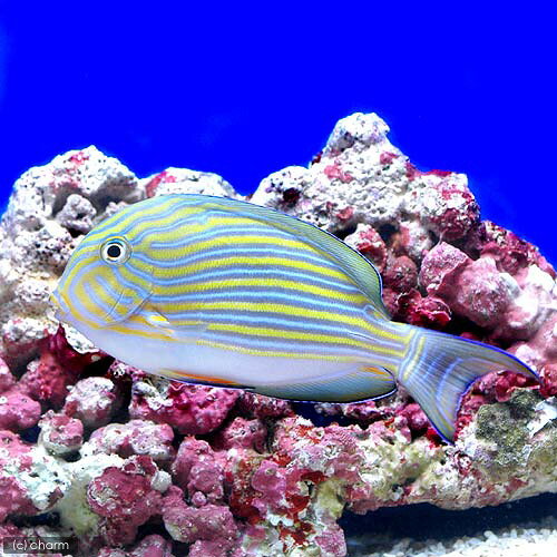 （海水魚）ニジハギ（1匹）