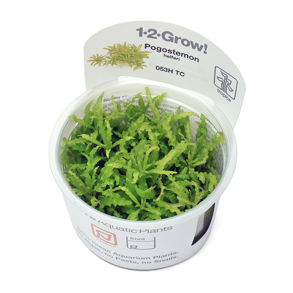 組織培養で育てられた水草です！完全無農薬で、エビにも安心！現在出荷中の商品は液体培地のものとなります。ご了承下さい。（水草）組織培養1−2−GROW！　ポゴステモン　ヘルフェリー（トロピカ社製）販売単位1カップ発送サイズ直径約6cm残留農薬状態無農薬分類シソ科（labiatae）ミズトラノオ属（Pogostemon）学名Pogostemon　helferipogon［あごひげ］stemon［雄しべ］helferi［人名］（※）…改良品種や学名が不明の種は流通名での記載の場合があります。 原産地　分布東南アジアどんな種類？育成難易度　→　★★★☆☆シソ科（Lamiaceae）の植物。葉が強く波立つ独特の姿をした水草です。前景草としてお勧めの1種で、ランナーを出して横に増えます。生長は比較的遅く、硬度が若干必要で、深山石やフィルターなどにサンゴ砂を少量いれるなど工夫が必要です。当店ではソイル使用、CO2添加をしています。水中葉はやや光沢があり、深緑色から黄緑色で、中央脈がはっきりとします。水上葉は緑色ないし黄緑色で、水中葉に比べ柔らかめで、光沢はなく葉の波立ちも水中葉ほどではありません。育成要件＆データ光量　　　　　→　60cm20W3灯以上（2400〜3000lm）CO2　　　　 →　1滴／4秒（60cm標準水槽相当）pH　　　　　　→　6〜7GH　　　　 　 →　4〜8kH　　　　　　→　0〜6温度　　　　　→　20〜28度底砂　　　　　→　ソイル、砂、大磯、推奨水槽　　→　30cm植栽位置　　→　前■■■□□後草姿　　　　　→　有茎草最大草姿　　→　横幅7cm生長速度　　→　遅め増殖方法　　→　差し戻し、枝わかれ ※…育成環境は一例です。必ずしもこの環境下であれば育つことを確約するものではございません。注意多少の枯れがある場合がございます。PSBQ10　ピーエスビーキュート　淡水用　30mL5個セット　光合成細菌　バクテリア　熱帯魚（生餌）淡水用　微生物で水質向上セット　エサ用ゾウリムシミックス＋PSBQ10　本州四国限定パワーハウス　ベーシック（ソフトタイプ）　Sサイズ　淡水用　5リットル　微酸性　ろ材　pH維持（エビ）無選別　レッドビーシュリンプ（5匹）　北海道・九州航空便要保温モンモリロナイト（固形）500g … PF_SPQ　熱帯魚　_wp　_aqua　水草　前景草　絨毯のような　wp_kywrd　リシアプレート　リシア　AT　ワンツーグロウ　組織培養　カップ　wp_soshiki　mericlone_plants　tropica_12grow　wptop5_190130　wptop5_190206　wptop9_190220　melma2021soshiki　グロー　GROW　Grow kamihata_1-2_grow　FY　20230617　wplantevent202411tc■この商品をお買い上げのお客様は、下記商品もお買い上げです。※この商品には付属しません。■PSBQ10　ピーエスビーキュート　淡水用　30mL5個セット　光合成細菌　バクテリア　熱帯魚（生餌）淡水用　微生物で水質向上セット　エサ用ゾウリムシミックス＋PSBQ10　本州四国限定パワーハウス　ベーシック（ソフトタイプ）　Sサイズ　淡水用　5リットル　微酸性　ろ材　pH維持（エビ）無選別　レッドビーシュリンプ（5匹）　北海道・九州航空便要保温モンモリロナイト（固形）500g