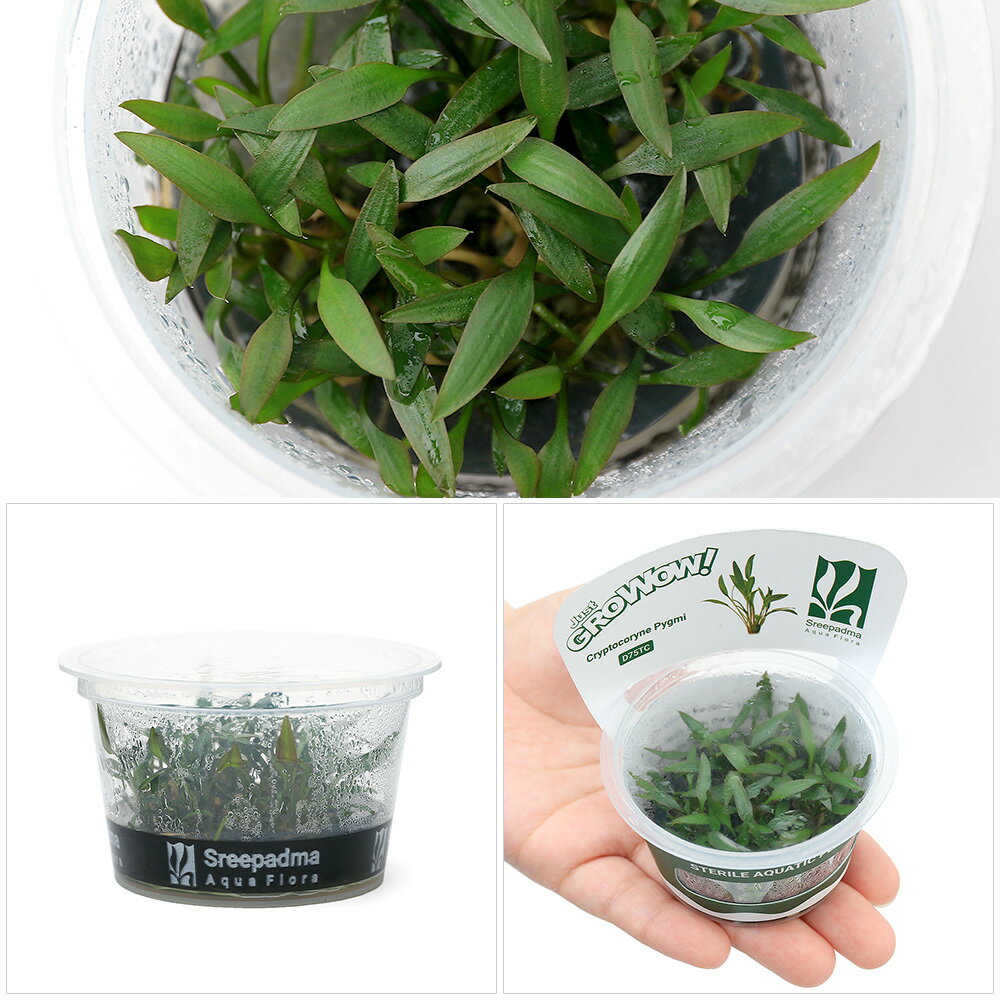 （水草）組織培養GROWOW！　クリプトコリネ　ピグミー（無農薬）（1カップ）　D75 TC