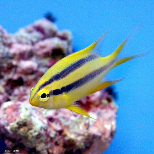 Damselfish - （海水魚）ヒレナガスズメダイ　幼魚（1匹）　北海道・九州航空便要保温