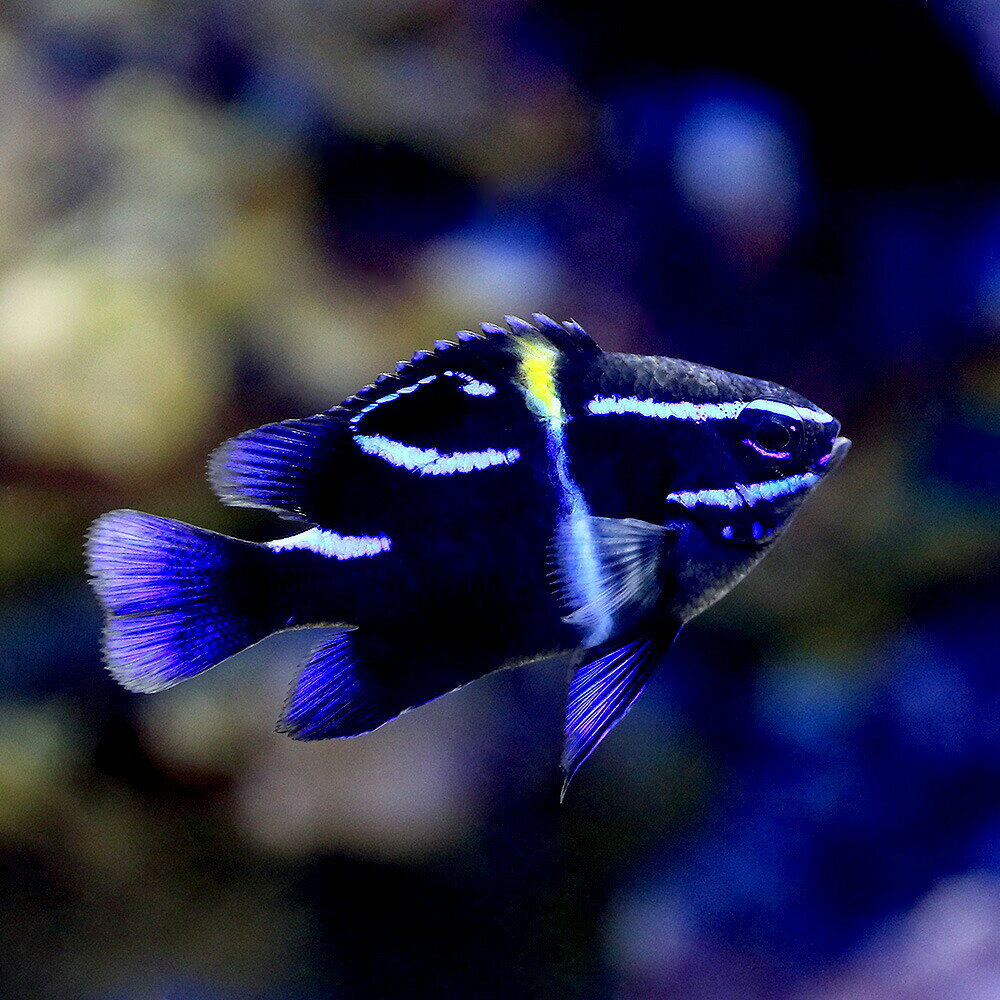（海水魚）ネオンダムセル（1匹）