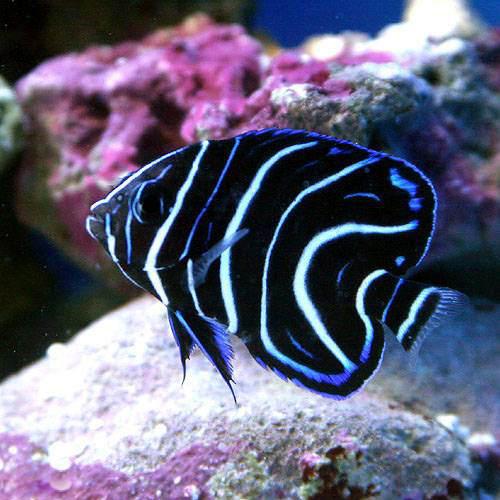乐天商城 - （海水魚）ヤッコ　サザナミヤッコ　幼魚　Sサイズ（1匹）　北海道・九州航空便要保温