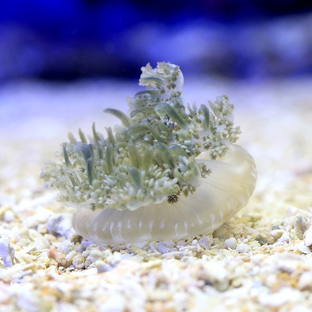 （海水魚）クラゲ サカサクラゲ Sサイズ（1匹） 北海道・九州航空便要保温