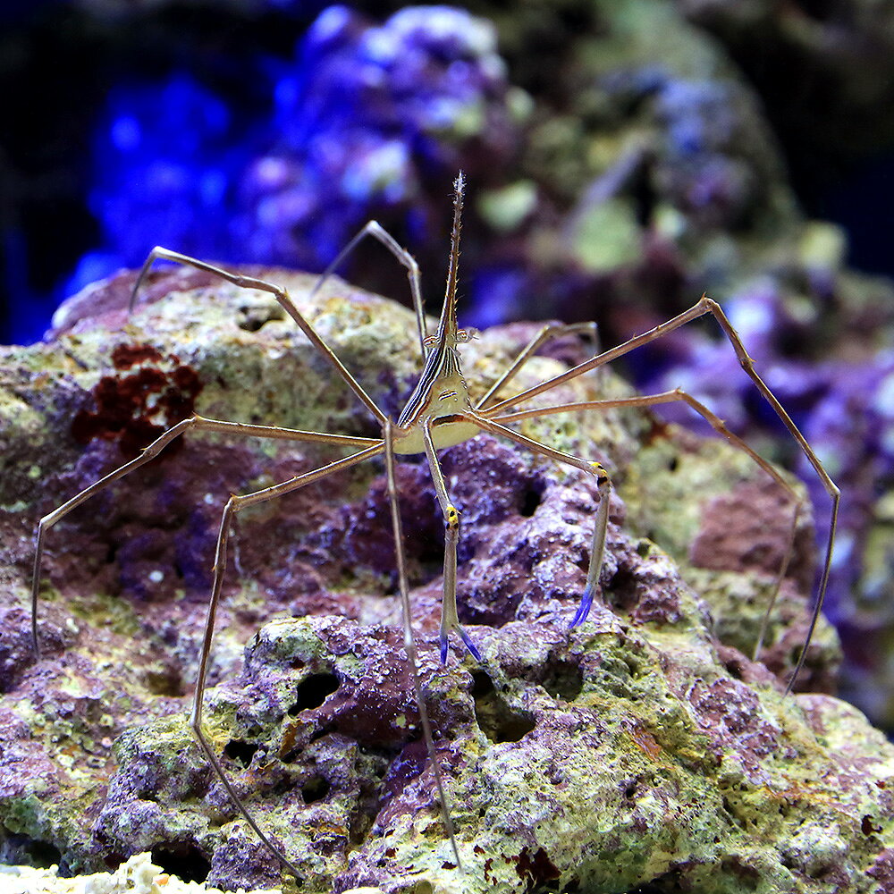 （海水魚）カニ　アロークラブ　Sサイズ（1匹）